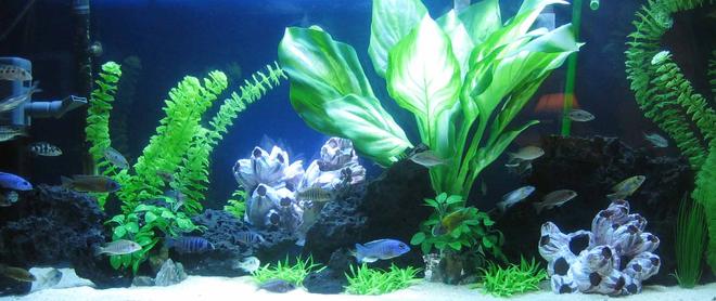 55 gallons planted tank (mostly live plants and fish) - Cichlid Tank
