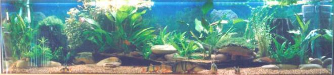 250 gallons freshwater fish tank (mostly fish and non-living decorations) - community tank