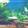250 gallons freshwater fish tank (mostly fish and non-living decorations) - community tank