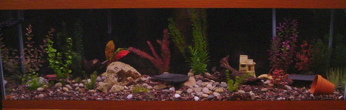 125 gallons freshwater fish tank (mostly fish and non-living decorations) - my 125 gallon tank.
