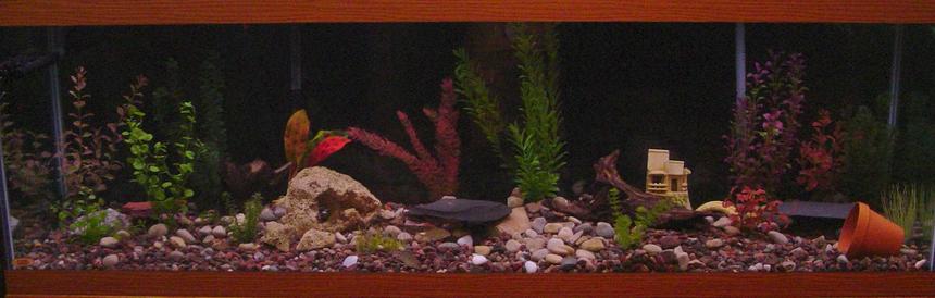 Rated #260: 125 Gallons Freshwater Fish Tank - my 125 gallon tank.