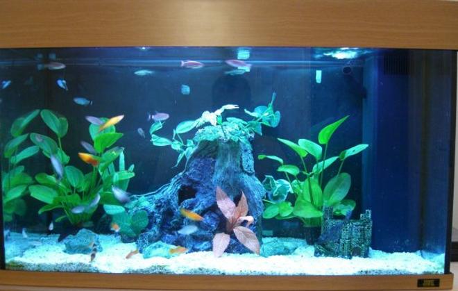 32 gallons planted tank (mostly live plants and fish) - updated the decoration of my tank