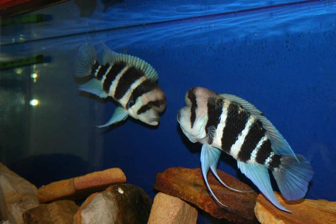 freshwater fish - cyphotilapia frontosa - frontosa cichlid stocking in 80 gallons tank - Frontosa Burundi Pair