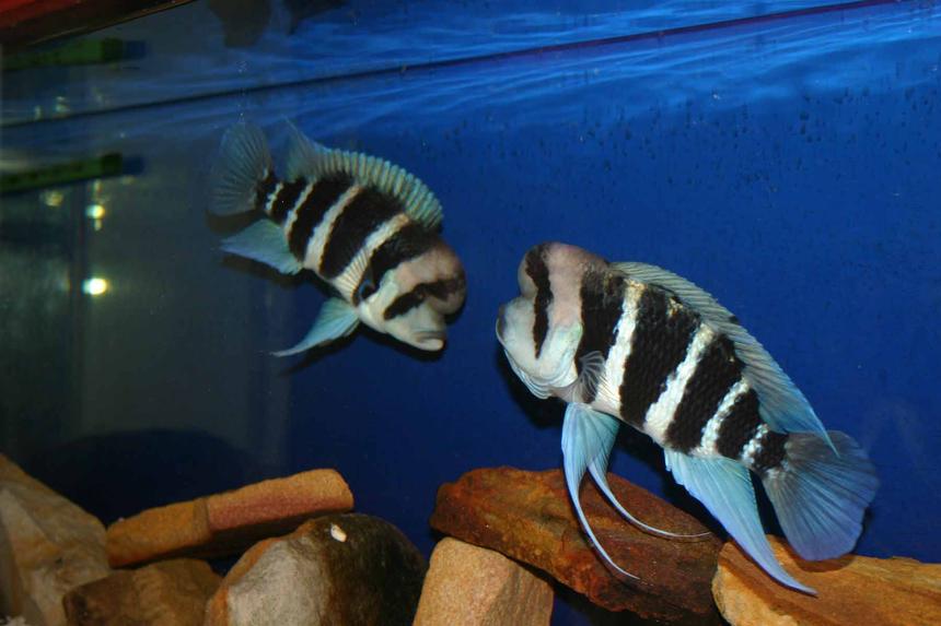 Rated #818: Freshwater Fish - Cyphotilapia Frontosa - Frontosa Cichlid Stocking In 80 Gallons Tank - Frontosa Burundi Pair