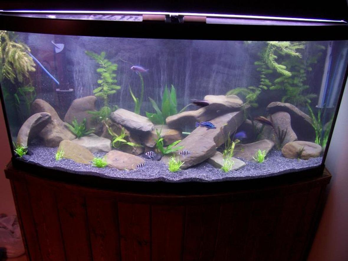 72 gallons planted tank (mostly live plants and fish) - African Cichlids (Lakes M & T). Live Plants