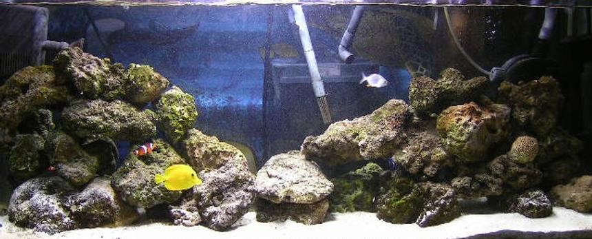 Rated #32: 55 Gallons Saltwater Fish Tank - my 55g FOWLR tank. T have 1 blue moon angel,1koran angel,1coral beauty angel,1green mandarin, 1yellow tang,1pompano,2 ocilleris clowns,
