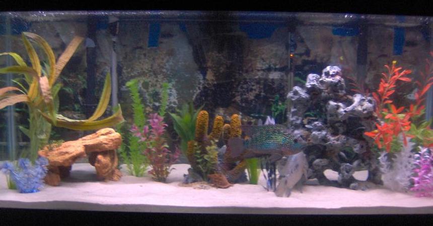 Rated #220: 75 Gallons Freshwater Fish Tank - My cichlid tank ( Jack dempsey and 3 texas cichlids)