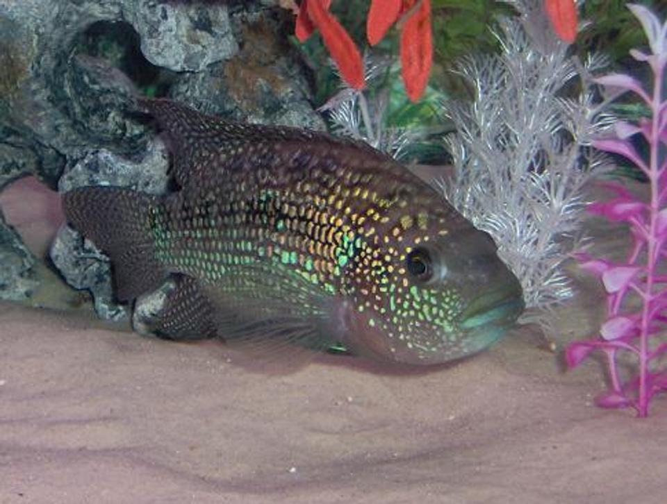 freshwater fish - nandopsis octofasciatum - jack dempsey stocking in 75 gallons tank - Jack dempsey