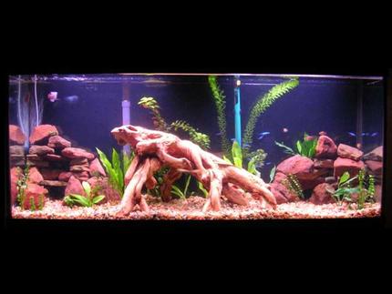 planted tank (mostly live plants and fish) - My first planted tank(55 gal.).Tank is about 5 months old now. Amazon swords, other swords,red ludwigia, moneywort, java fern, 