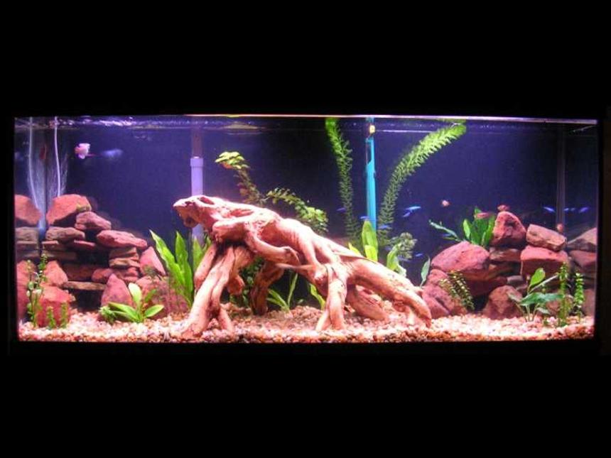 Rated #125: Planted Tank - My first planted tank(55 gal.).Tank is about 5 months old now. Amazon swords, other swords,red ludwigia, moneywort, java fern, "frill plant?", some other unknowns. 2-Powder Blue Gouramis, 13-Neons, 2-Harlequin Rasboras, 1-Pleco, 3- guppies, 2- leopard Danios, snails and ghost shrimp. No C02 or special substrate. It's still a work in progress.