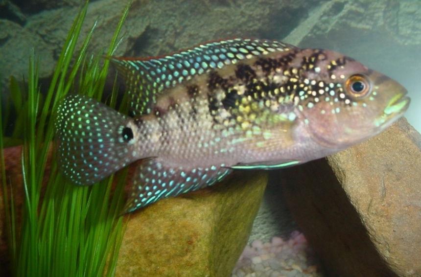 Rated #46: Freshwater Fish - Nandopsis Octofasciatum - Jack Dempsey Stocking In 55 Gallons Tank - jack dempsey