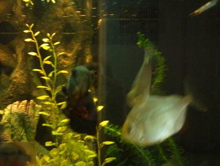 freshwater fish - metynnis argenteus - silver dollar stocking in 66 gallons tank - my silver dollars and black oscar