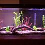 25 gallons freshwater fish tank (mostly fish and non-living decorations) - my 55 gallon tank with whisper 60 filter. my fish include black ghost knife, 3 discus, 2 clown loach, and a clown pleco.