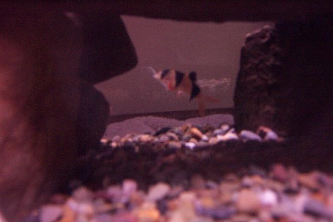 freshwater fish - botia macracantha - clown loach stocking in 25 gallons tank - my clown loach