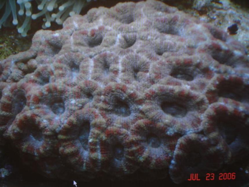 Rated #39: Corals Inverts - Acanthastrea Lordhowensis - Acan Lord Stocking In 90 Gallons Tank - Echinophyllia Acanthastrea Lordhowensis