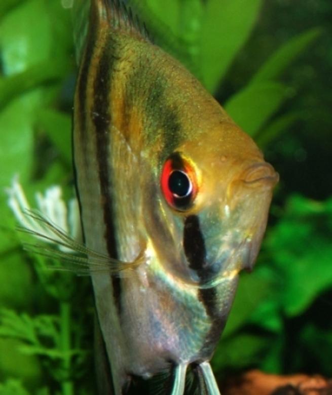 saltwater fish - centropyge fisheri - fisher's angelfish stocking in 46 gallons tank - Angelfish.