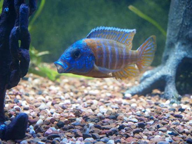 freshwater fish - aulonocara rubescens - ruby red peacock stocking in 140 gallons tank - Red Rubin cichlid