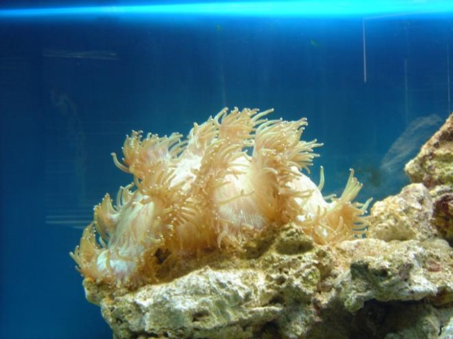 corals inverts - catalaphyllia jardinei - elegance coral stocking in 36 gallons tank - elegance coral