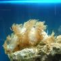 corals inverts - catalaphyllia jardinei - elegance coral stocking in 36 gallons tank - elegance coral