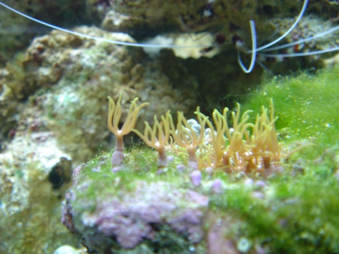 corals inverts - briareum sp. - starburst polyp stocking in 36 gallons tank - grassy thing