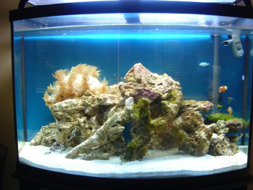 Rated #152: 36 Gallons Reef Tank - day light tank