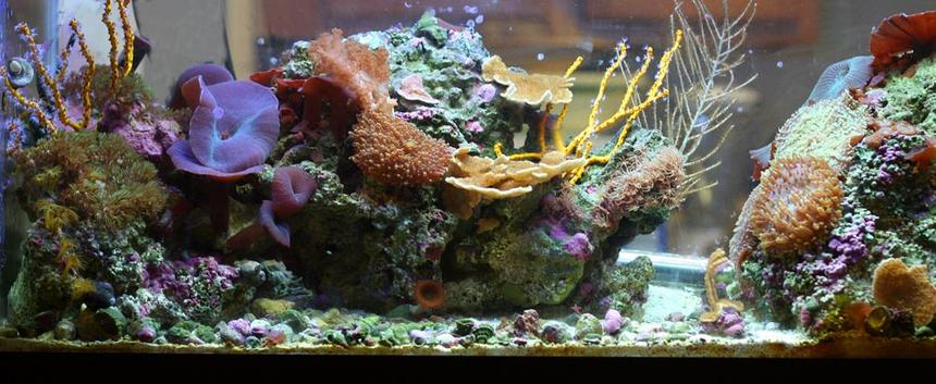 Rated #65: 20 Gallons Reef Tank - A view from the front of my 20G long reef tank. All corals are grow outs from frags.
