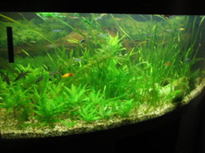 100 gallons planted tank (mostly live plants and fish) - My tropical community tank