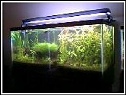 30 gallons planted tank (mostly live plants and fish) - My second child! AGA 30 USG long (36