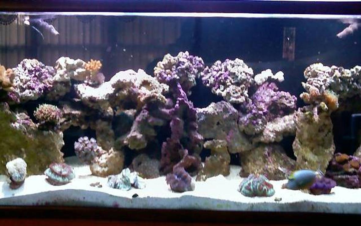 125 gallons reef tank (mostly live coral and fish) - 125 g tank. I use a 72" lighting itinics, with 3 metal halide lighting. I have a refusium in the bottom along with a protein skimmer and calcium liquid added daily. All lights are on a timer and on for 12 hours a day.