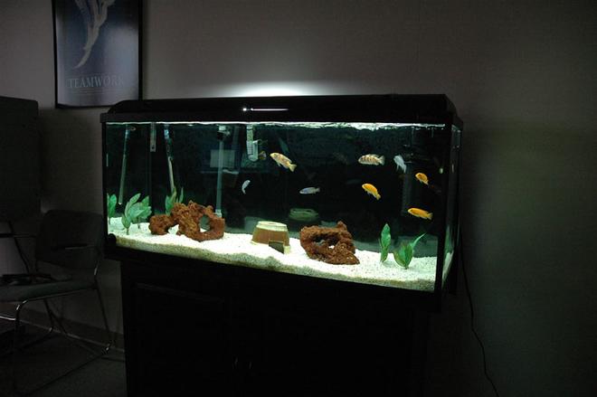 58 gallons freshwater fish tank (mostly fish and non-living decorations) - All African Cichlids. 
Semi Aggressive Tank.
58 Gallon Hagen 120 GeoSystem Kit.
Fluval 404, Magnum 350 with micro filter,AquaClear 70 with quick filter, TurboTwist UV 9w sterilizer.
50 pounds of white aquarium gravel.
Red Lava Rock, plastic plants.