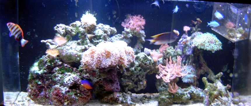 Rated #92: 90 Gallons Reef Tank - My 90 Gallon Reef