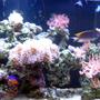90 gallons reef tank (mostly live coral and fish) - My 90 Gallon Reef