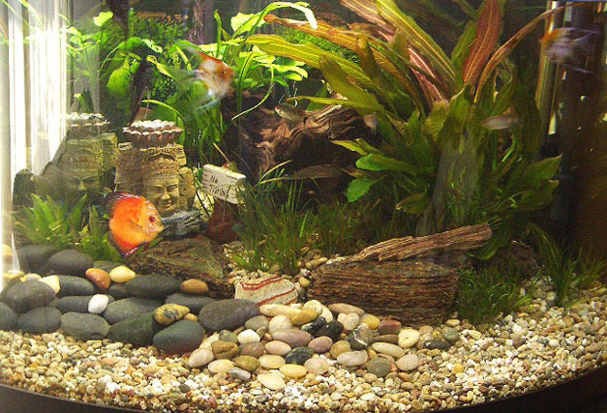 60 gallons planted tank (mostly live plants and fish) - Buddha