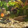 60 gallons planted tank (mostly live plants and fish) - Buddha