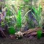 33 gallons planted tank (mostly live plants and fish) - My Asian/South American community tank, just after a makeover inolving redecoration and replanting.