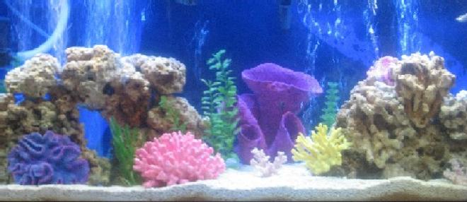 75 gallons saltwater fish tank (mostly fish, little/no live coral) - I have 75 gallon tank with 80 pounds of fuji live rock, and 80 pounds of crushed coral and live sand, fluval 305, emperor 400, titanium heater, venturi protein skimmer, 1 powersweep powerhead