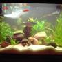 260 gallons freshwater fish tank (mostly fish and non-living decorations) - live plants and rocks