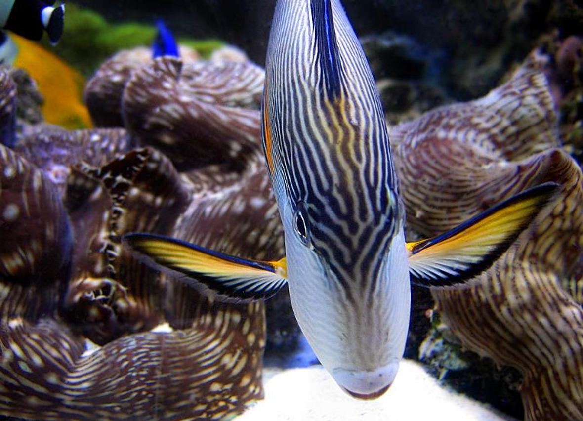 saltwater fish - acanthurus sohal - sohal tang stocking in 55 gallons tank - Sohal tang