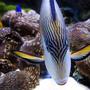saltwater fish - acanthurus sohal - sohal tang stocking in 55 gallons tank - Sohal tang