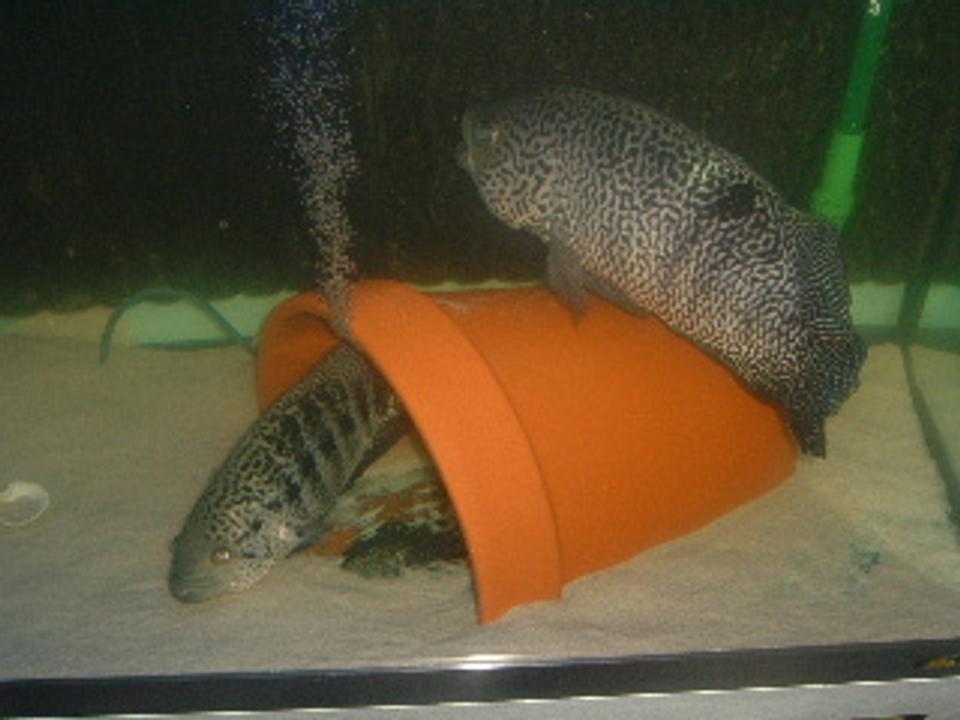 freshwater fish - parachromis managuensis - jaguar cichlid stocking in 80 gallons tank - two jaguar cichlids in Juwel 80 gallon tank,juwel background ,sand substrate,filters 1 internal juwel jumbo size and 1 Ehiem Pro 2 external 2128 marine/freshwater.