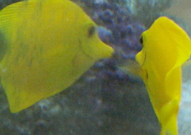 saltwater fish - zebrasoma flavescens - yellow tang - hawaii stocking in 37 gallons tank - My yellow tang looking at himself
