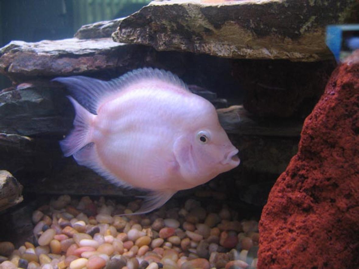 freshwater fish - jelly bean parrot cichild stocking in 55 gallons tank - Albino Parrot Cichlid. Ever see one...? This is the result of 2 parrot fish actually mating!