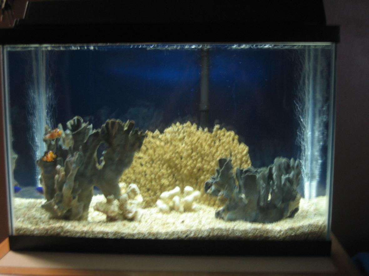 20 gallons saltwater fish tank (mostly fish, little/no live coral) - My "Stress Reliever Tank." Placed in my bedroom so I can fall asleep looking at it. I had this tank up for a about a year and a half with the original fishes still going strong.