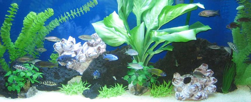 Rated #120: 55 Gallons Freshwater Fish Tank - Chlicid tank