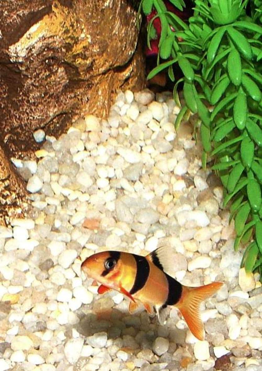 freshwater fish - botia macracantha - clown loach stocking in 46 gallons tank - Clown Loach