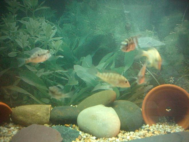 66 gallons freshwater fish tank (mostly fish and non-living decorations) - My geophagus.