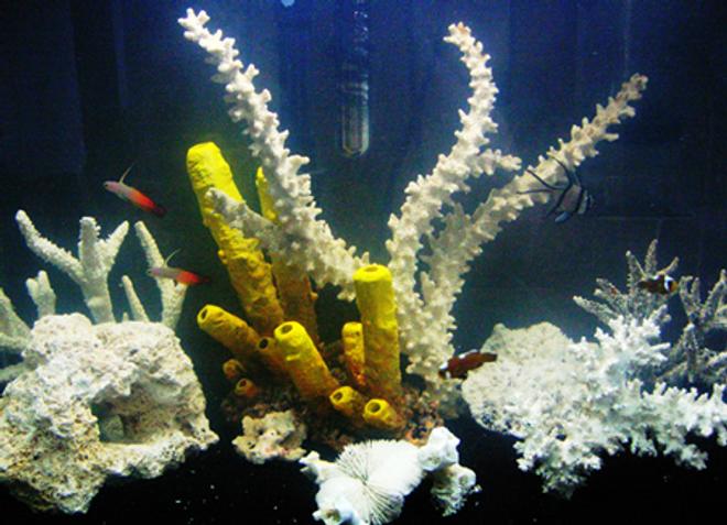 55 gallons saltwater fish tank (mostly fish, little/no live coral) - My 30 gallon saltwater tank