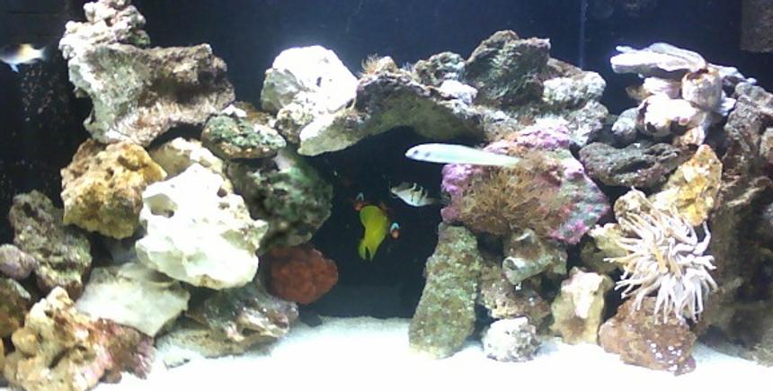 Rated #12: 75 Gallons Saltwater Fish Tank - 75 flatback hex