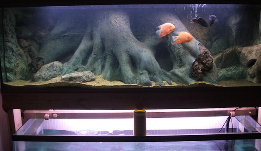 Rated #12: 200 Gallons Freshwater Fish Tank - 7ft south american display tank.