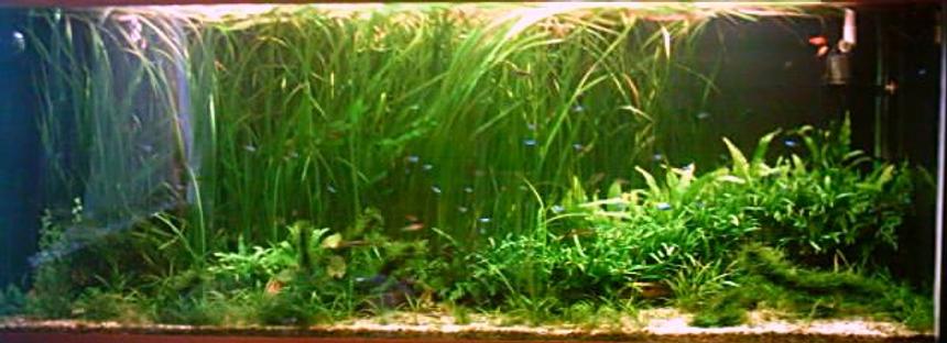 Rated #54: 196 Gallons Planted Tank - .A piece of undiscovered Amazon...4mths old,